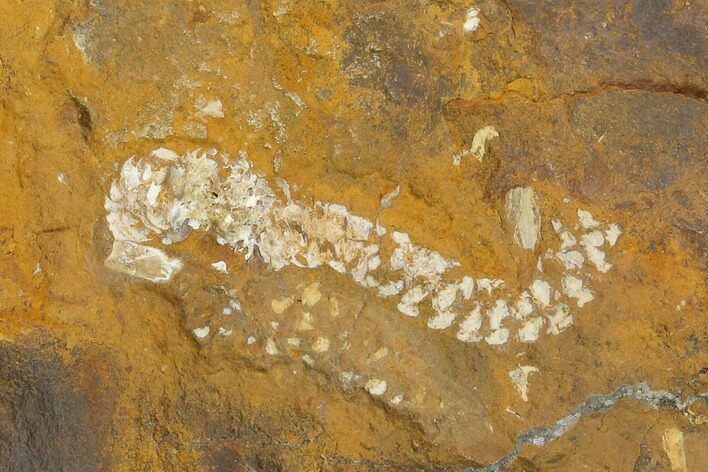 Paleocene Fossil Flower Stamen (Palaeocarpinus) - North Dakota #145337